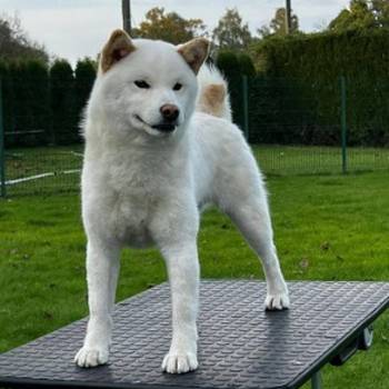Shiba inu (šiba inu) štenci