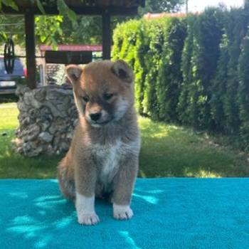 Shiba inu (šiba inu) štenci