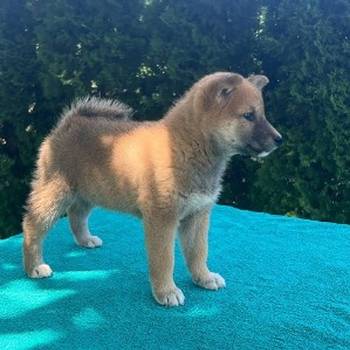 Shiba inu (šiba inu) štenci
