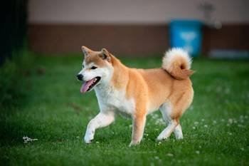 Shiba inu (šiba inu) štenci