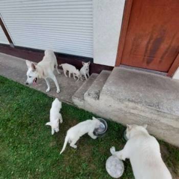 Beli švajcarski ovčar, štenci vrhunskog porekla