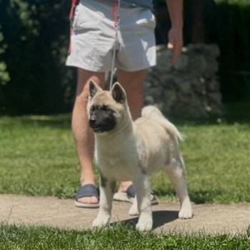 Američka akita