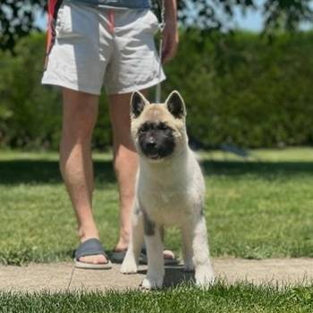 Američka akita