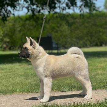 Američka akita