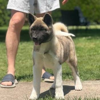 Američka akita