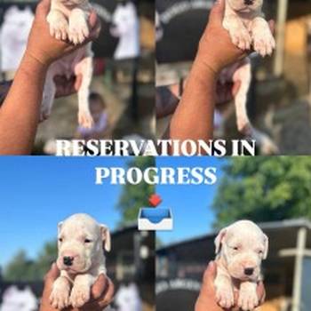 Dogo Argentino stenci