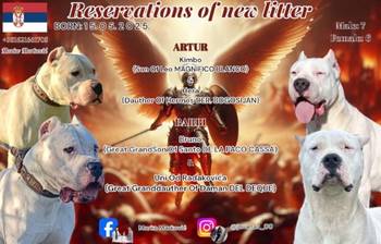 Dogo Argentino stenci
