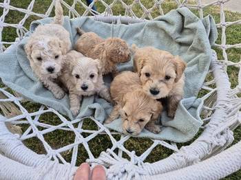 Maltipoo štenci