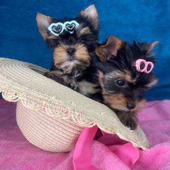 Yorkshire Terrier štenci
