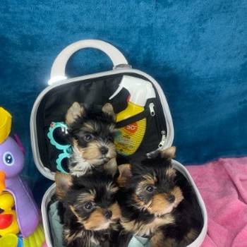 Yorkshire Terrier štenci