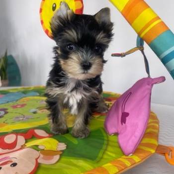 Yorkshire Terrier štenci