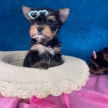 Yorkshire Terrier štenci