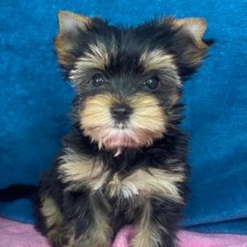 Yorkshire Terrier štenci