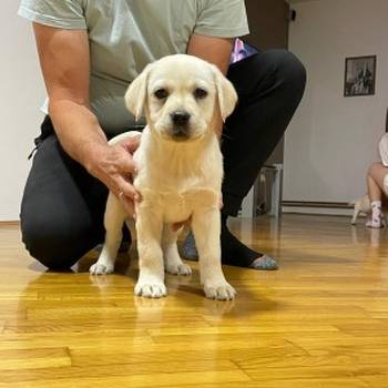 Labrador štenci