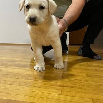 Labrador štenci