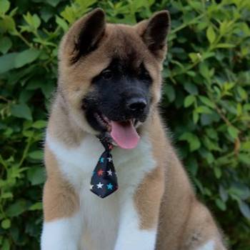 Americka Akita stenci