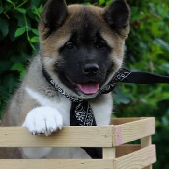 Americka Akita stenci