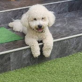 Predivni čistokrvni štenci kovrdžavog bišona - bichon frise