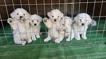 Predivni čistokrvni štenci kovrdžavog bišona - bichon frise