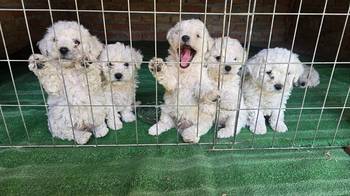 Predivni čistokrvni štenci kovrdžavog bišona - bichon frise