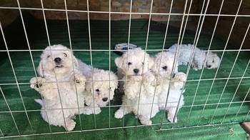 Predivni čistokrvni štenci kovrdžavog bišona - bichon frise