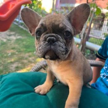 Francuski buldog, ženski štenci