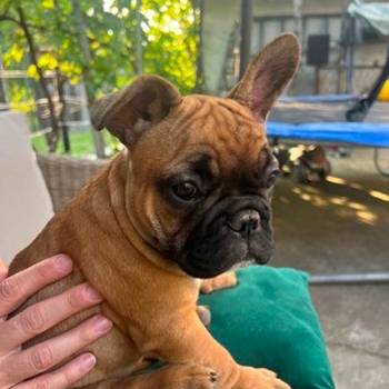 Francuski buldog, ženski štenci