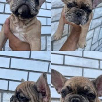 Francuski buldog, ženski štenci