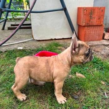Francuski buldog, ženski štenci