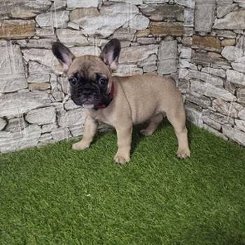 Francuski buldog