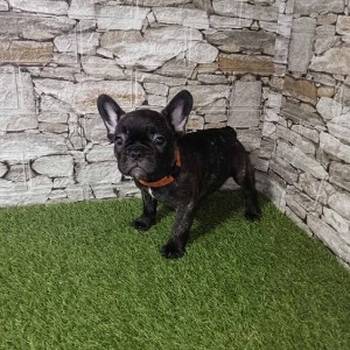 Francuski buldog