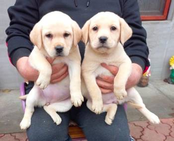 Labrador štenci