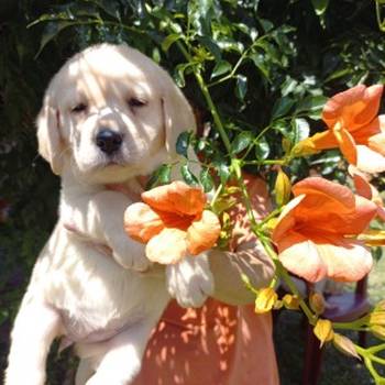 Labrador štenci
