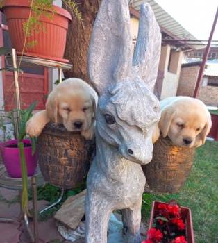 Labrador štenci