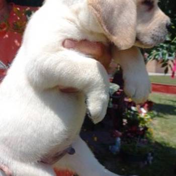 Labrador štenci