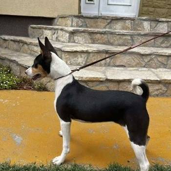Basenji štenci