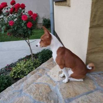 Basenji štenci