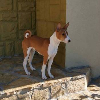 Basenji štenci