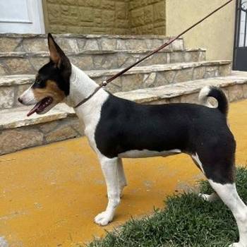 Basenji štenci