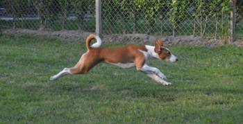 Basenji štenci
