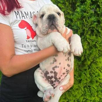 Engleski buldog, muško štene