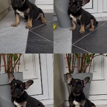 Francuski Buldog black &amp; tan musko stene