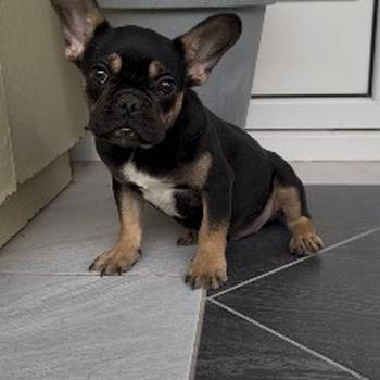 Francuski Buldog black &amp; tan musko stene