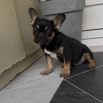 Francuski Buldog black &amp; tan musko stene