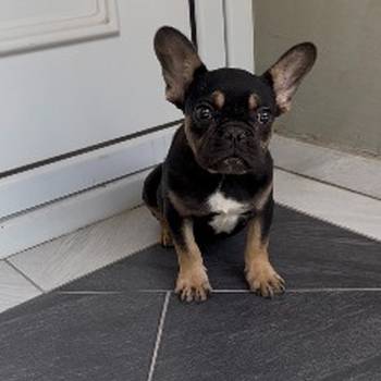 Francuski Buldog black &amp; tan musko stene