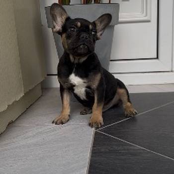 Francuski Buldog black &amp; tan musko stene
