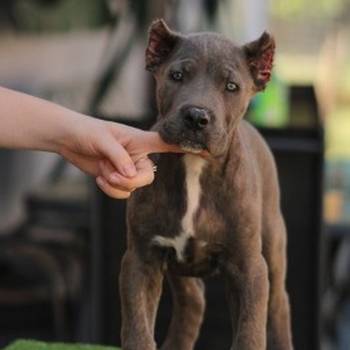 Cane corso štenci