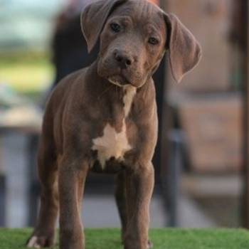 Cane corso štenci