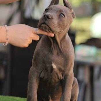 Cane corso štenci