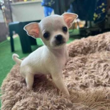 Čivava štenad prelepa Chihuahua apple head